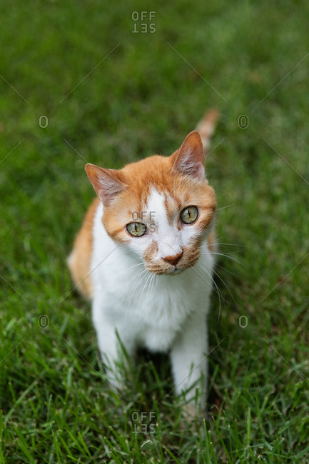 Cute bicolor tabby cat sitting in grass