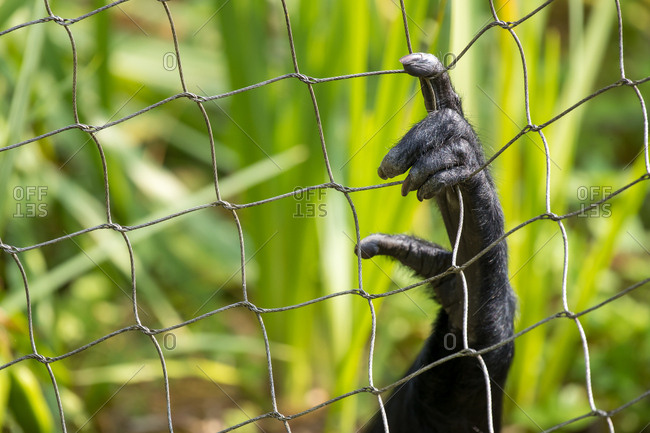 Fingers and hand of a Siamang gibbon, Symphalangus syndactylus, reaching through the zoo enclosure fence. Animal in captivity.