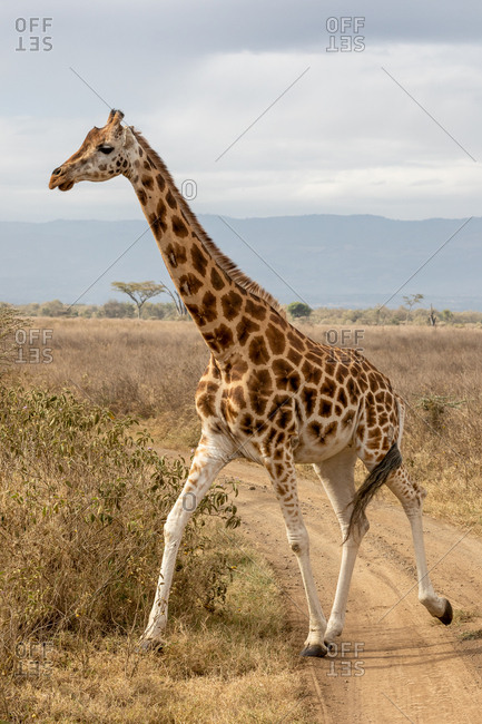 Rothschild?s giraffe, Giraffa camelopardalis rothschildi, running across a dirt road in Lake Nakuru National Park, Kenya. This species is endangered and decreasing in the wild.