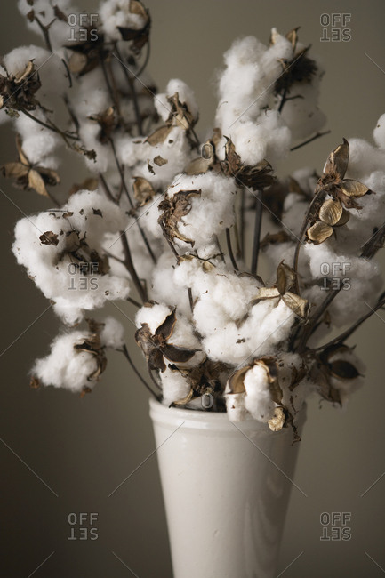 Cotton bouquet fresh picked from the field in vase