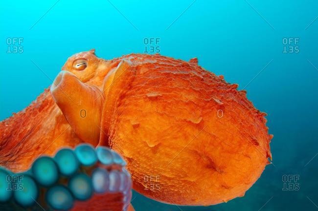 Giant Pacific octopus or North Pacific giant octopus (Enteroctopus dofleini), Japan Sea, Primorsky Krai, Russian Federation