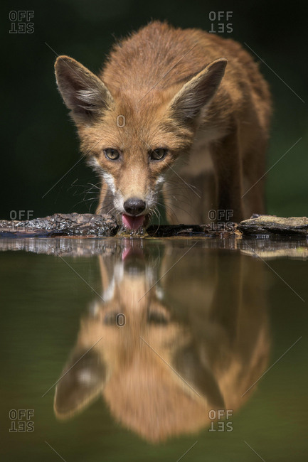 Red fox (Vulpes vulpes) drinking water at small forest lake, Kiskunsag National Park, East Hungary, Hungary, Europe