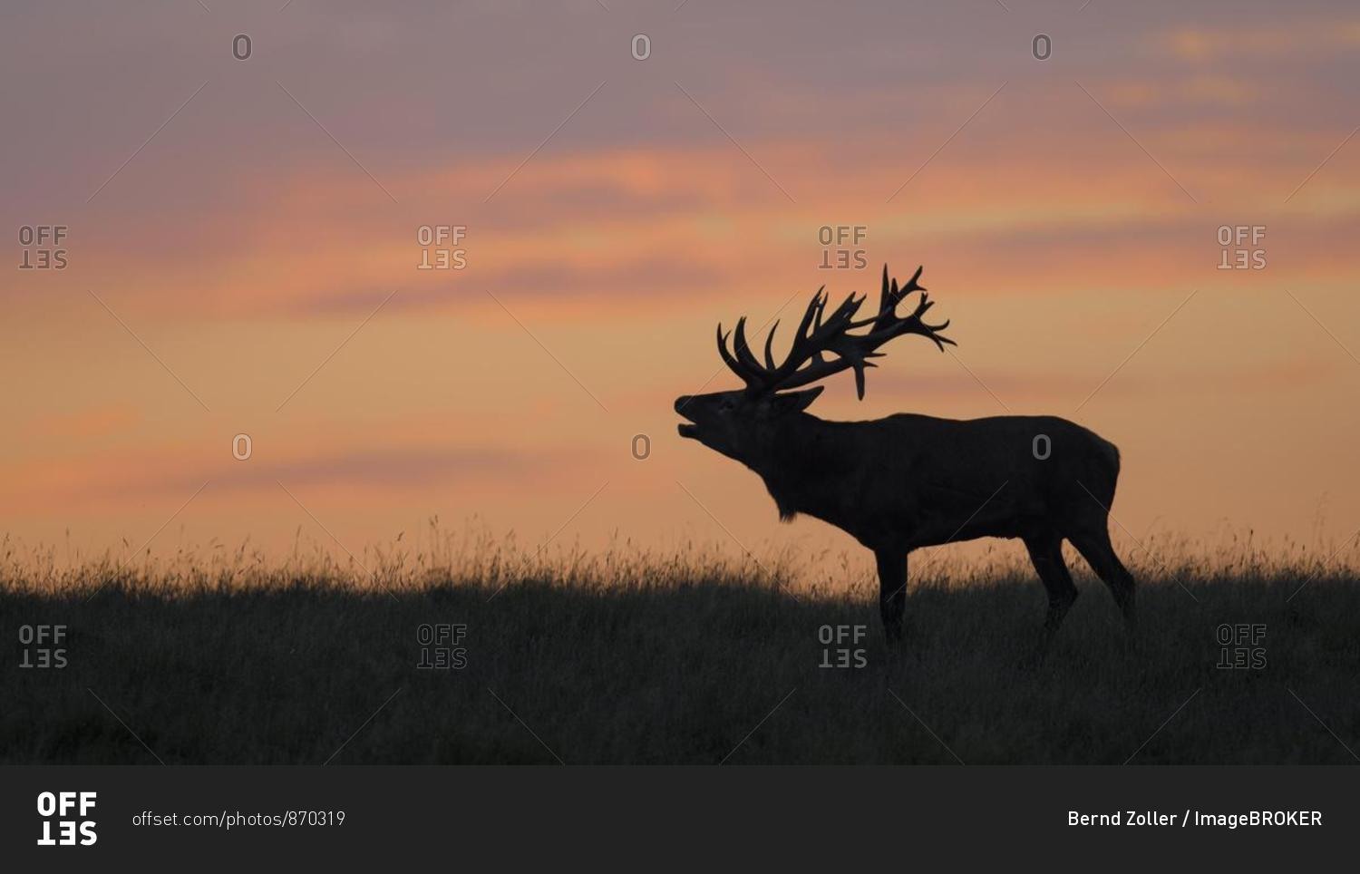 Red deer (Cervus elaphus), Royal Stag in last light, silhouette, red sky, sunset, Zealand, Denmark, Europe