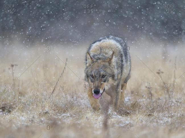 Gray wolf (Canis lupus), runs across a meadow in heavy snowfall, National Park Little Fatra, Slovakia, Europe