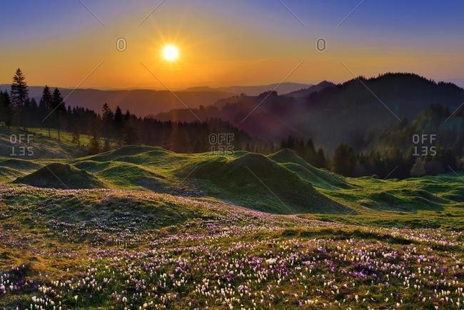 Sunset at Ramisgummen, meadow with flowering Crocuses (Crocus), view into Emmental, Canton Bern, Switzerland, Europe
