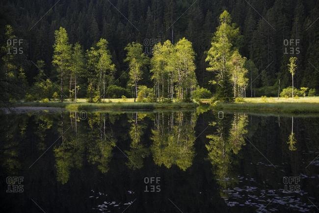 Trees reflecting in the lake, Buhlbachsee in Baiersbronn, Black Forest National Park, district of Freudenstadt, Black Forest, Baden-Wurttemberg, Germany, Europe