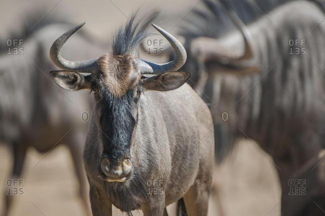 Blue wildebeest (Connochaetes taurinus), Kgalagadi Transfrontier National Park, Northern Province, South Africa, Africa