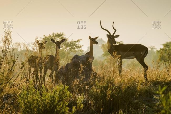 Impalas (Aepyceros melampuss), group with buck and female attentive in the backlight, morning light, Peter's Pan, Savuti, Chobe National Park, Chobe District, Botswana, Africa
