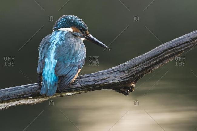 Eurasian kingfisher (Alcedo atthis) sitting on tree branch, Emsland, Lower Saxony, Germany, Europe