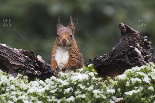 Eurasian red squirrel (Sciurus vulgaris) in winter, Lower Saxony, Germany, Europe