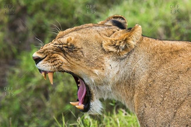 Lioness (Panthera leo) yawning, Maasai Mara, Kenya, Africa