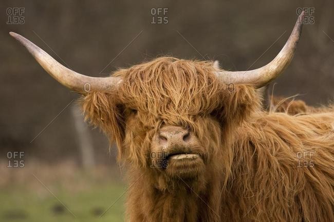 Highland Cattle (Bos) - Offset Collection