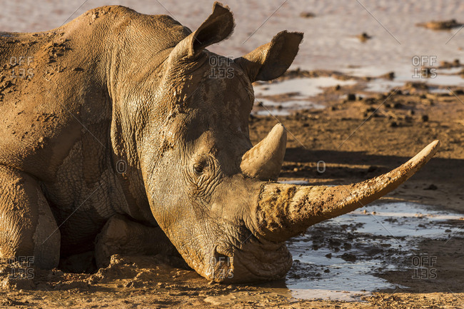 Square-lipped rhinoceros (Ceratotherium simum) wallowing in mud, Aquila Private Game Reserve, Western Cape, South Africa, Africa