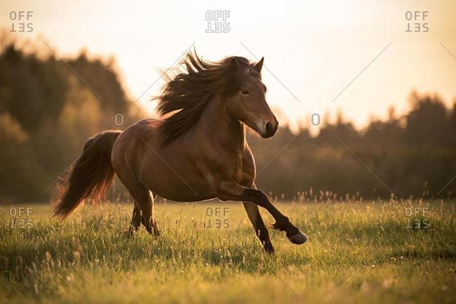 Icelandic horse (Equus islandicus) gallops over meadow, Germany, Europe
