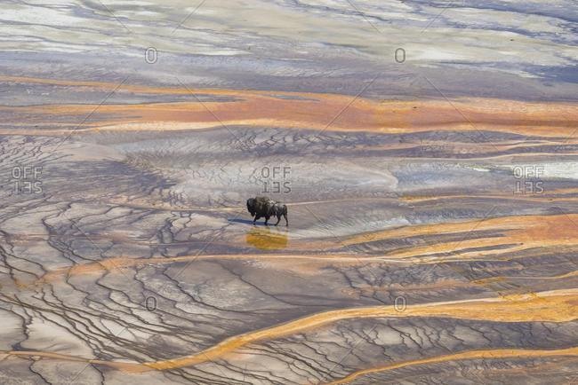Bison crossing the sinter crust of Grand Prismatic Spring, Yellowstone National Park, Wyoming, United States, North America