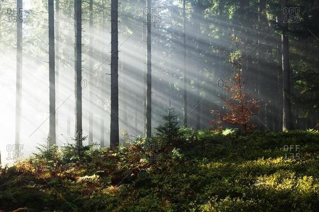 Rays of sunlight shining through trees in fog, spruce (Picea sp.) forest, autumn, Hinterzarten, Black Forest, Baden-Wurttemberg, Germany, Europe