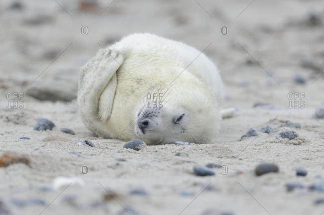 Young Grey Seal (Halichoerus grypus) pup, on the beach, Dune island, Helgoland, Schleswig-Holstein, Germany, Europe