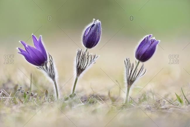 Common pasque flowers (Pulsatilla vulgaris), Thuringia, Germany, Europe