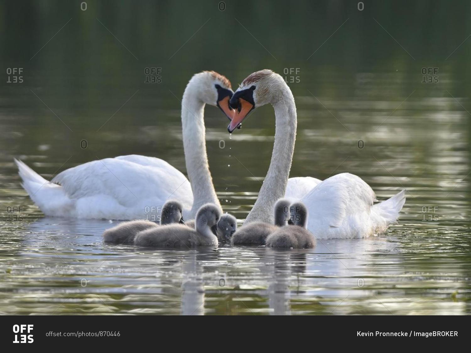Mute swans (Cygnus olor) with young animals on a pond in the biosphere reserve Oberlausitzer Heide, and pond landscape, Oberlausitz, Germany, Europe