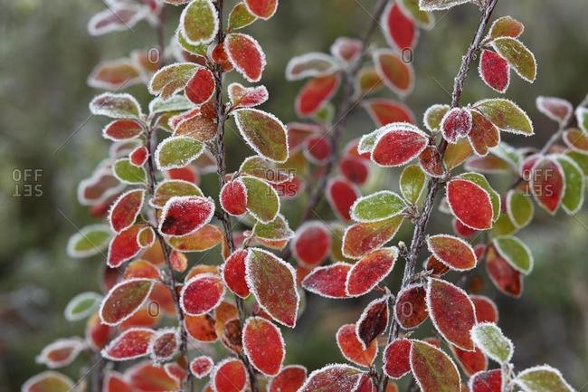 Autumn leaves of the fan cotoneaster (Cotoneaster horizontalis) with hoarfrost, Germany, Europe