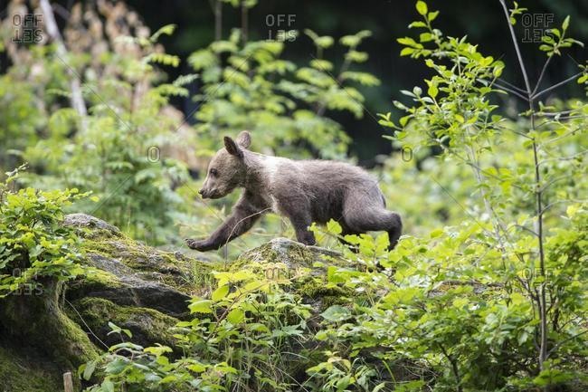 Young Brown Bear (Ursus arctos), cub, animal enclosure, Bavaria, Germany, Europe