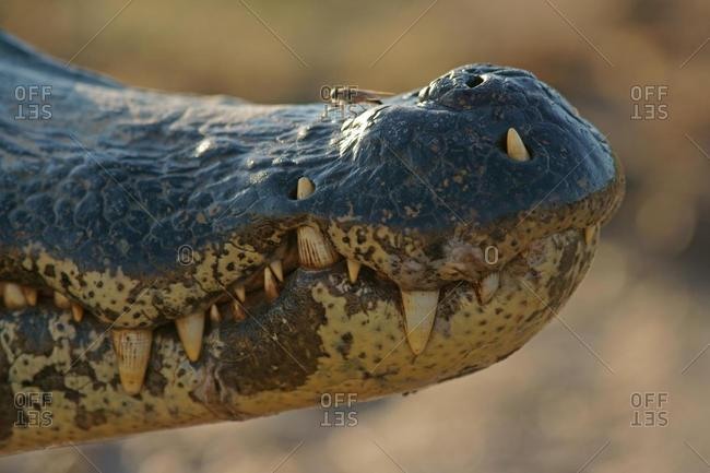 Yacare caiman (Caiman Yacare, Caiman crocodilus yacare), snout with teeth, detail, Pantanal, Brazil, South America