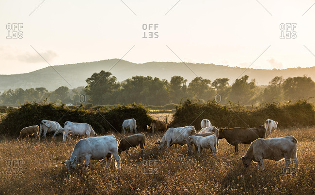 Charolais cattle in a pasture, evening light, Corsica, France, Europe