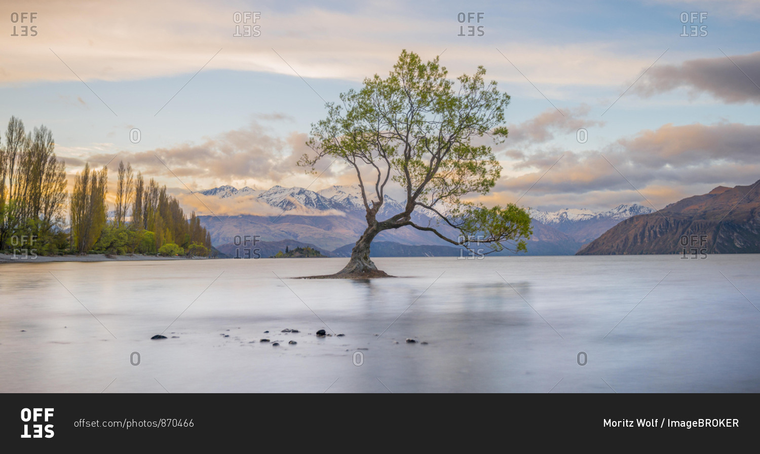 Sunrise, single tree standing in water, Lake Wanaka, The Wanaka Tree, Roys Bay, Otago, Southland, New Zealand, Oceania
