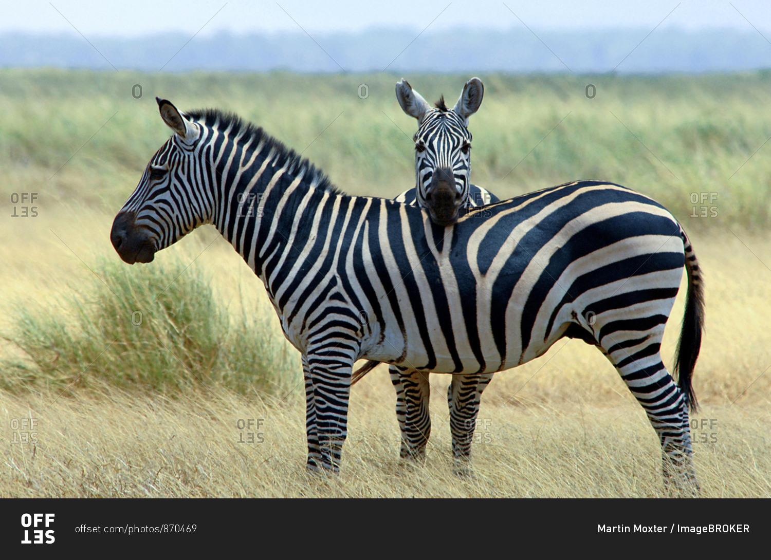 Полоски зебры