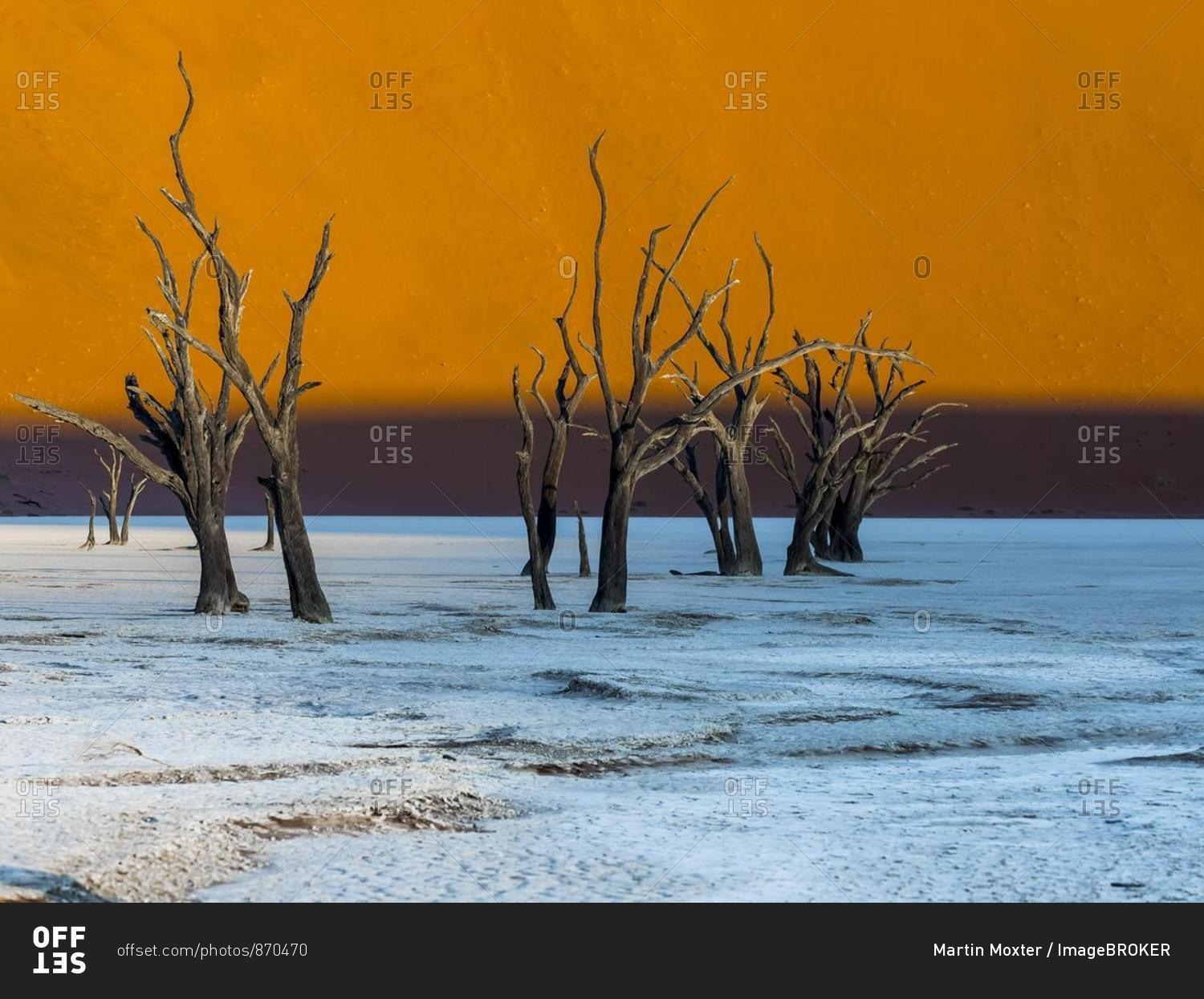 Dead camel thorn trees (Vachellia erioloba) in Dead Vlei in front of sand dunes, salt pan, Sossusvlei, Namib Desert, Namib-Naukluft National Park, Namibia, Africa