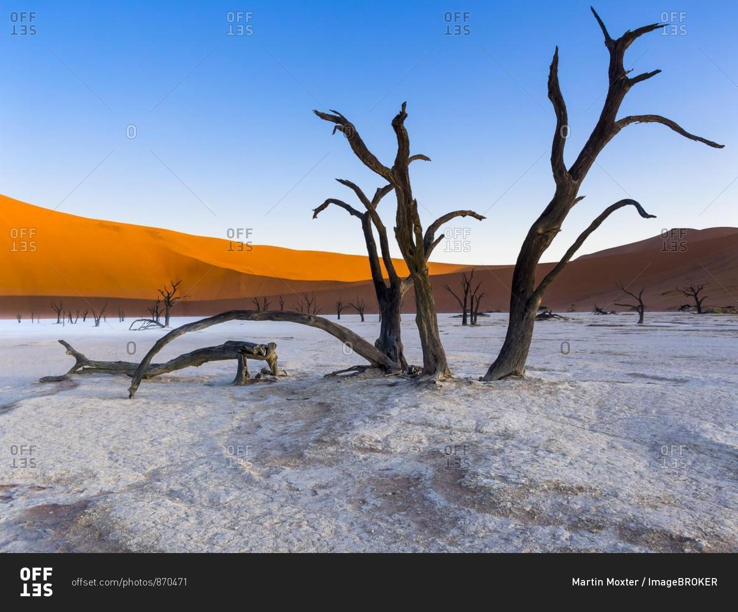 Dead camel thorn trees (Vachellia erioloba) in Dead Vlei in front of sand dunes, salt pan, Sossusvlei, Namib Desert, Namib-Naukluft National Park, Namibia, Africa