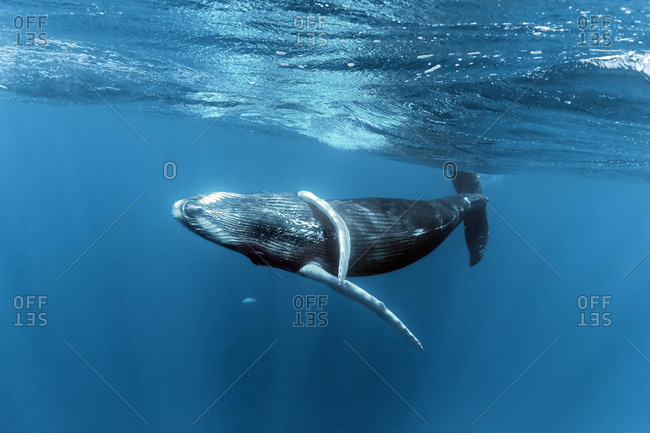 Humpback whale (Megaptera novaeangliae), playful close to the sea surface, Pacific Ocean, Rurutu, French Polynesia, Oceania