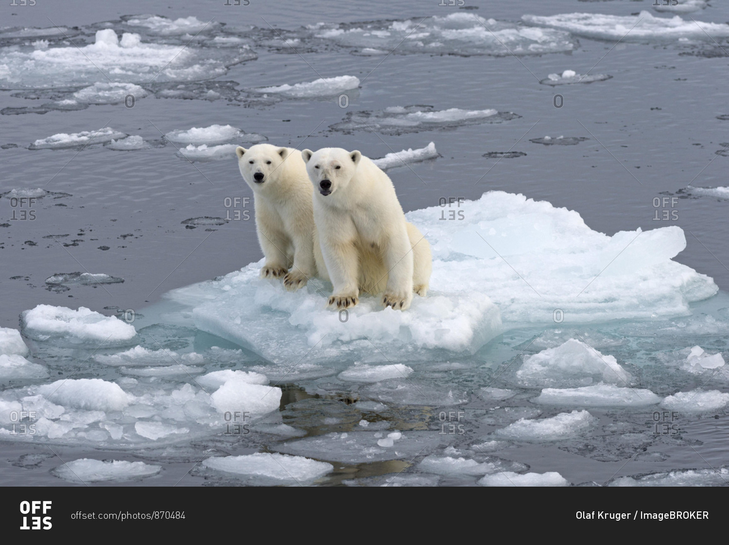 Polar Bears (Ursus maritimus), female and juvenile on an ice floe in the pack ice, Spitsbergen Island, Svalbard Archipeligo, Svalbard and Jan Mayen, Norway, Europe