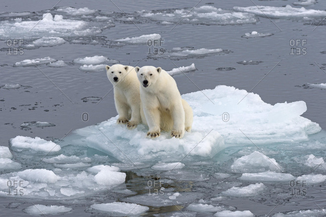 Ice Floe Photos and Images & Pictures