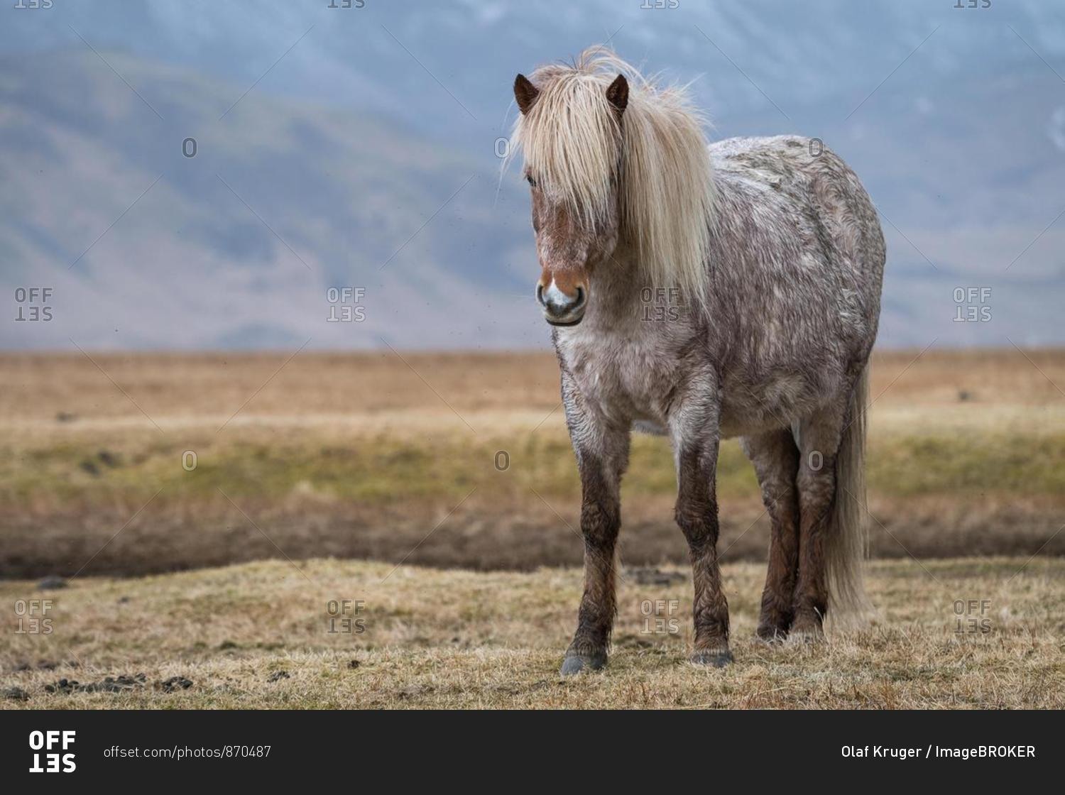Icelandic horse, Vik, Iceland, Europe