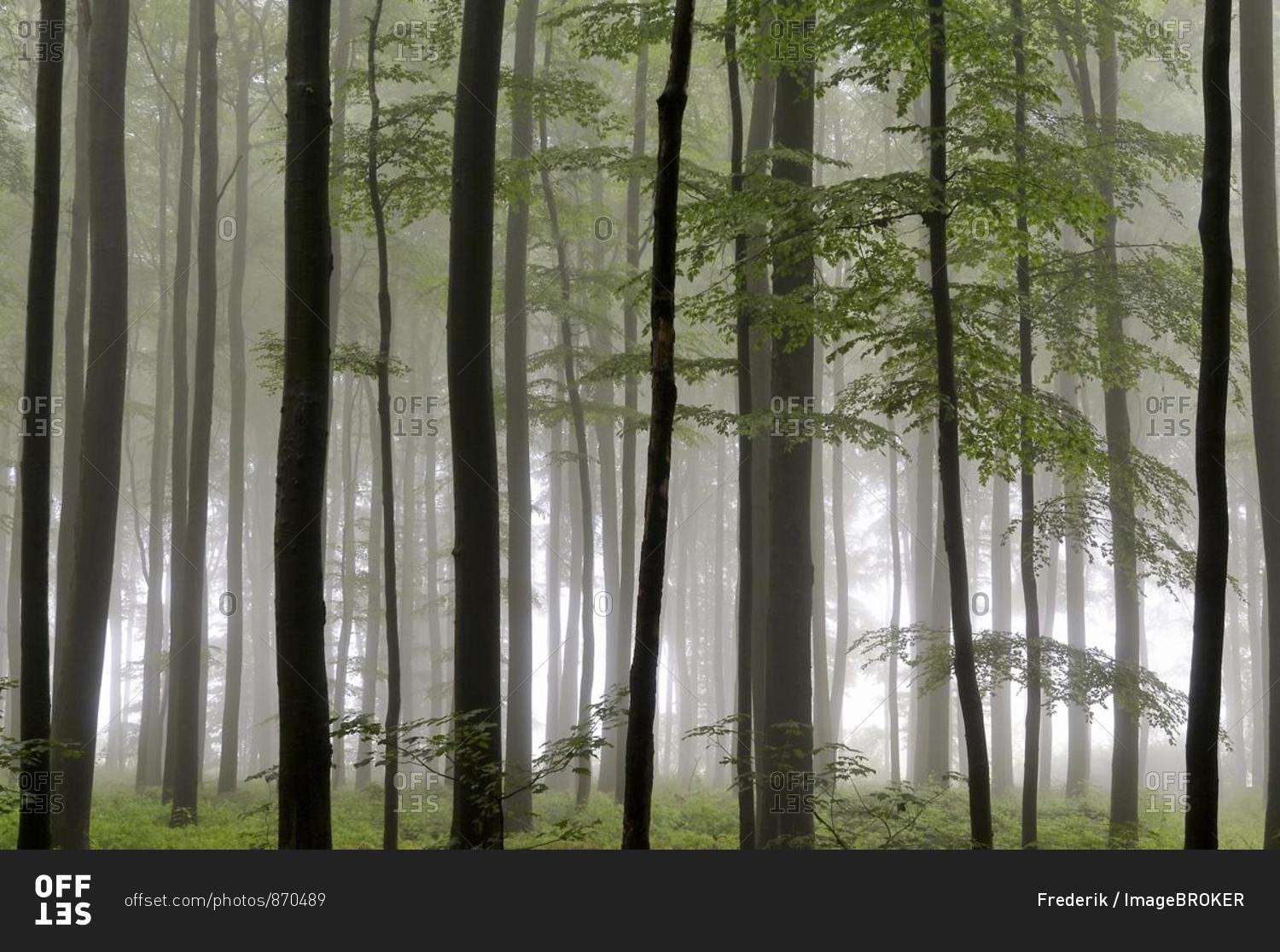 Deciduous forest with Beech trees (Fagus sylvatica) on a foggy rainy day, North Rhine-Westphalia, Germany, Europe