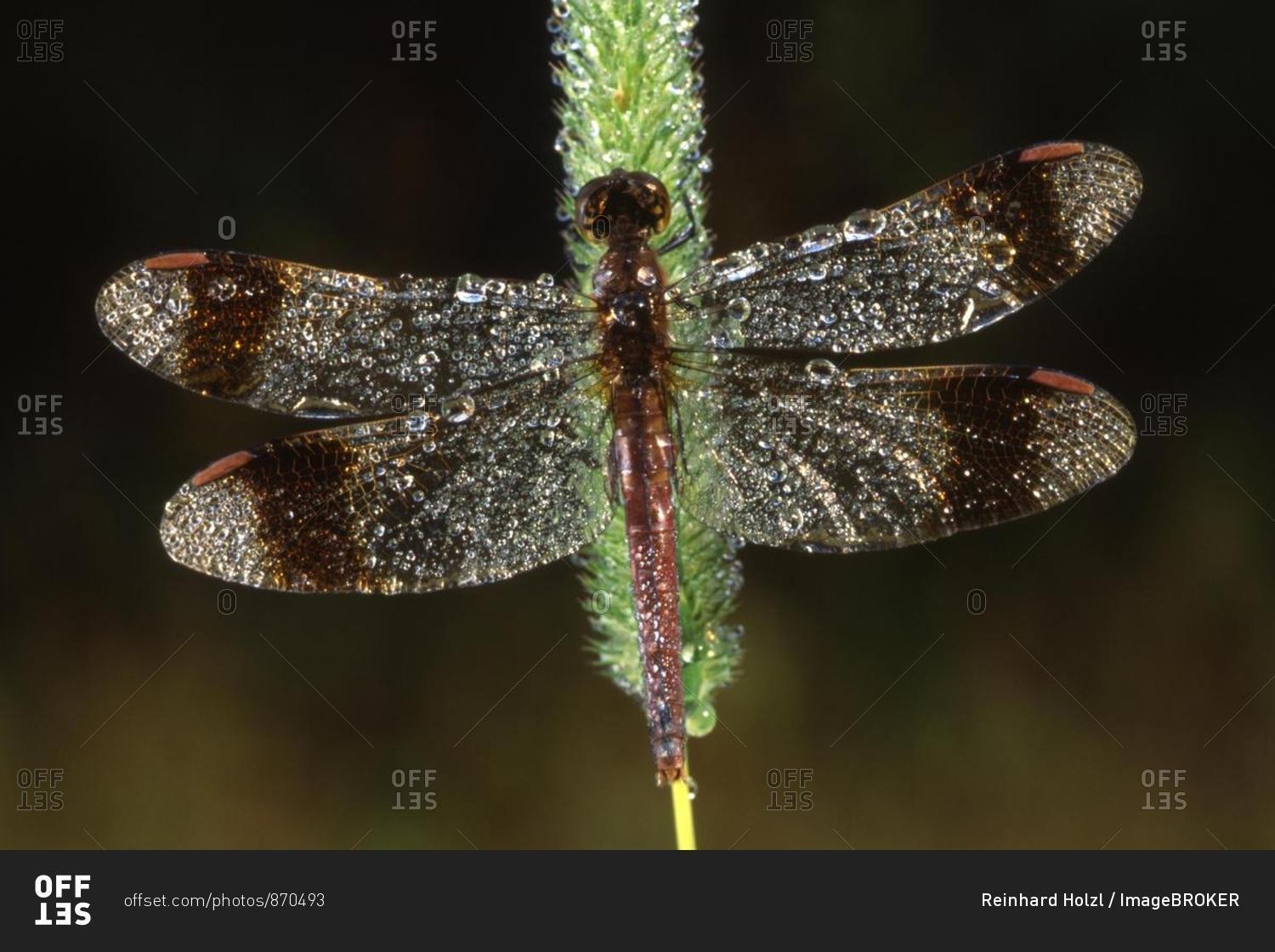 Banded Darter dragonfly (Sympetrum pedemontanum) covered in dewdrops, Filz, Woergl, North Tirol, Austria, Europe