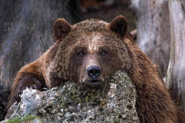 Brown Bear (Ursus arctos), Hellabrunn Zoo, Salzburg, Austria, Europe