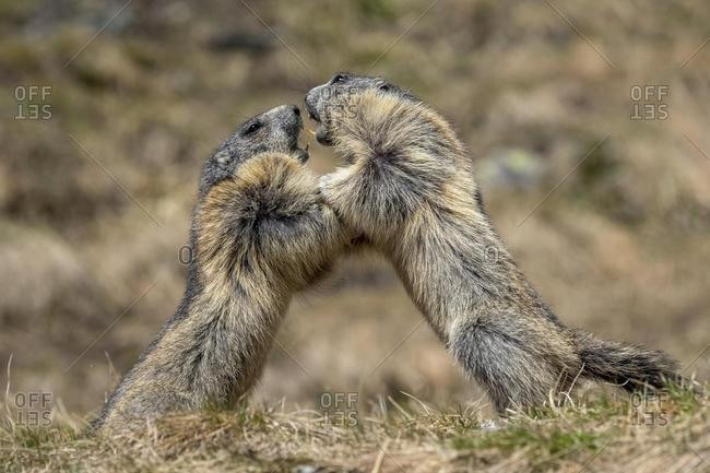 Marmots (Marmota marmota), fighting, Franz-Josefs Hohe, Hohe Tauern National Park, Carinthia, Austria, Europe