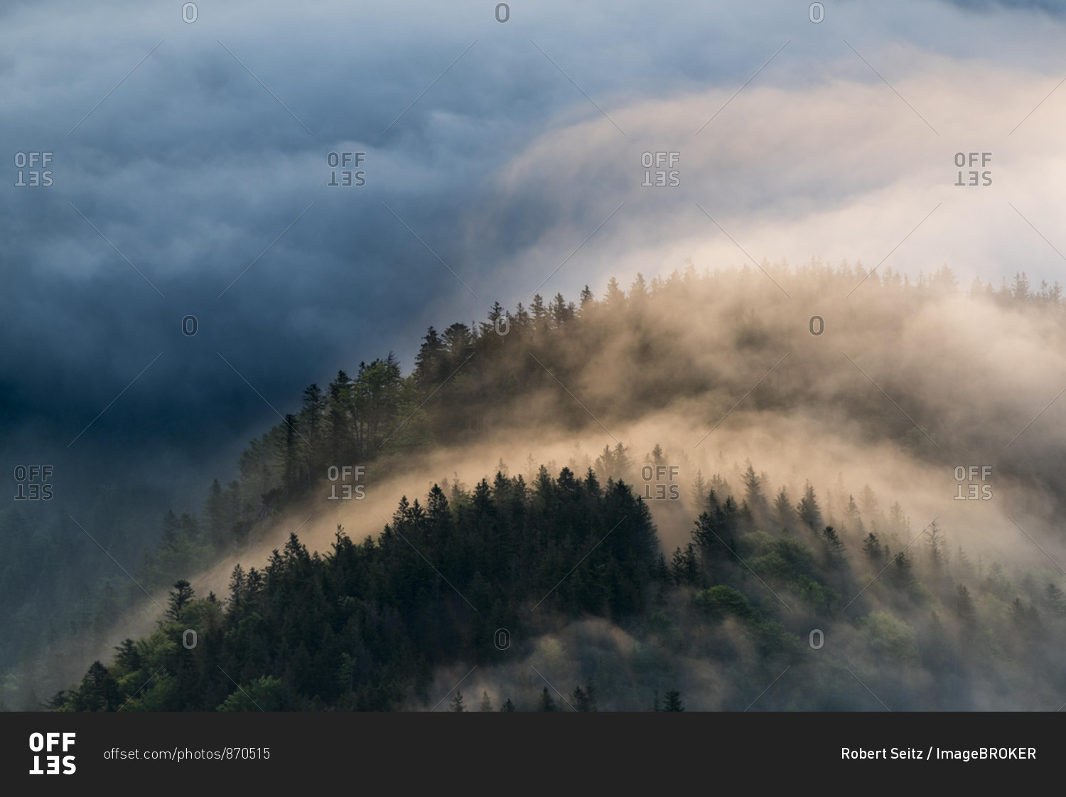 Mountain forest with fog, Herzogstand, Upper Bavaria, Bavaria, Germany, Europe