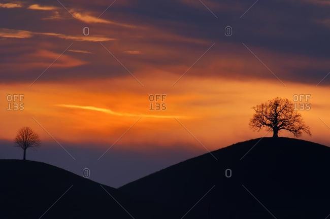 Two trees on the moraine hills, in the evening light, Hirzel, Canton of Zurich, Switzerland, Europe