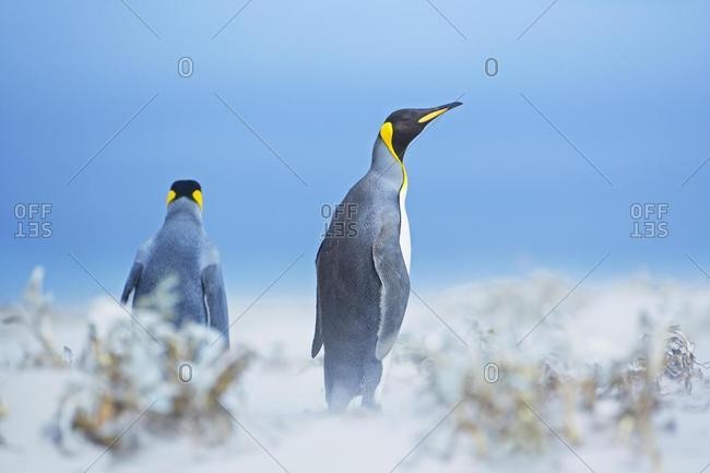 King Penguins (Aptenodytes patagonicus) in snowstorm, East Falkland, Falkland Islands, South Atlantic, South America