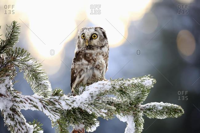 Tengmalm's owl (Aegolius funereus), adult on tree in winter, attentive, Zdarske Vrchy, Bohemian-Moravian Highlands, Czech Republic, Europe