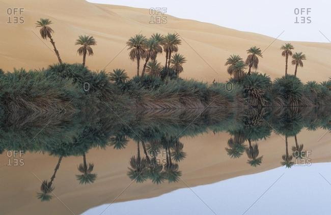 Palm trees and sand dunes at Lake Um el Ma, Erg Ubari, Idhan Awbari, Libya, Africa