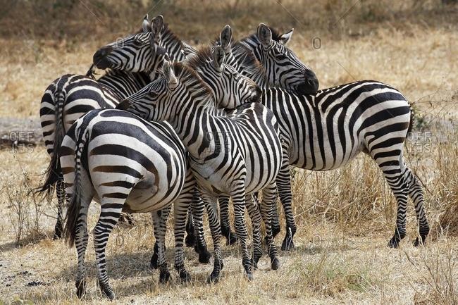 Zebra group (Equus quagga) grooming each other, Tarangire National Park, Tanzania, Africa