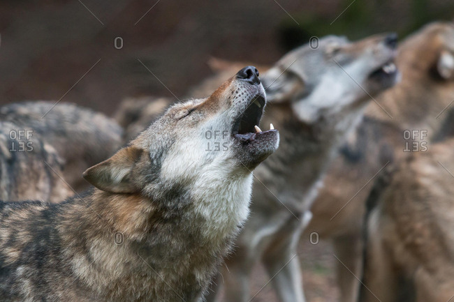 Howling Wolf (Canis lupus), captive, North Hesse, Hesse, Germany, Europe