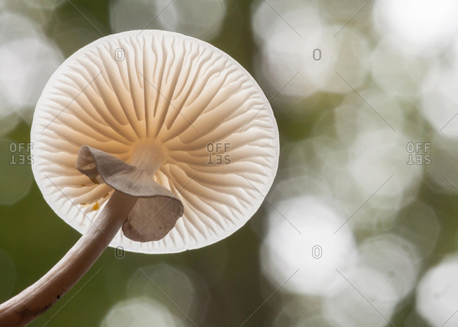Porcelain fungus (Oudemansiella mucida), from beneath, Hesse, Germany, Europe