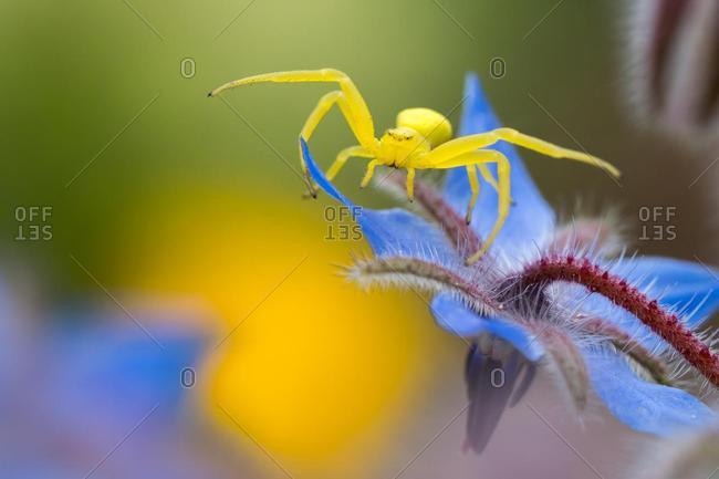 Goldenrod crab spider (Misumena vatia), hunting for blossom, Borage (Borago officinalis), Hesse, Germany, Europe