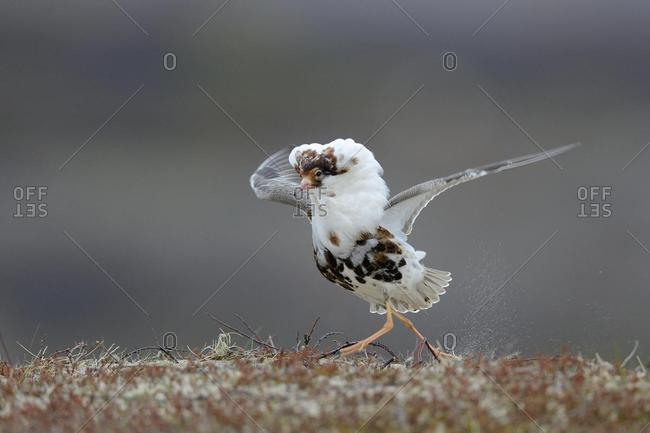 Ruff (Philomachus pugnax) in nuptial plumage, courtship, Varanger Peninsula, Norway, Europe