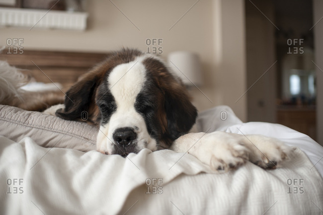Large dog laying on a bed at home while taking a nap
